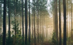 Der Natur etwas zurückgeben durch nachhaltige Entwicklung.