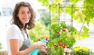 Für Tomaten