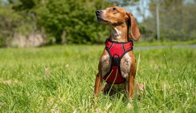 lionto Hundegeschirr gepolstert Anti Zug Geschirr reflektierend Sicherheitsgeschirr verstellbar