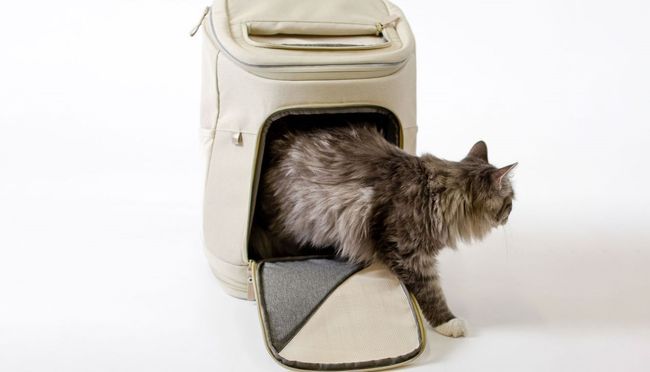 Der perfekte Rucksack für Katzen