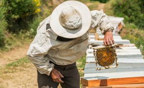 Imkerjacken sind unerlässlich im Umgang mit Bienen!