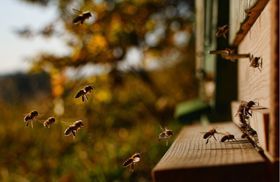 Relevanz von Bienen und die Bedeutung der Imkerei