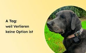 Weil verlieren keine Option ist