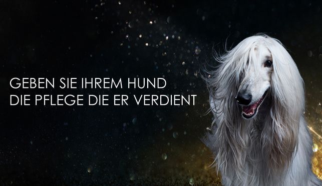 CrazyDogPaul Premium Hundeshampoo – Die beste Wahl für gesunde Haut und glänzendes Fell