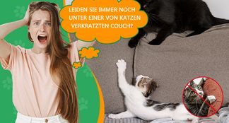 Stören Sie sich an Katzenkratzern auf Ihrem Sofa?