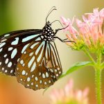 Ein Schmetterling auf einer Pflanze, fotografiert mit einer Canon EOS Rebel T3i, 100 mm Brennweite, f/2.8, 1/400 sec.