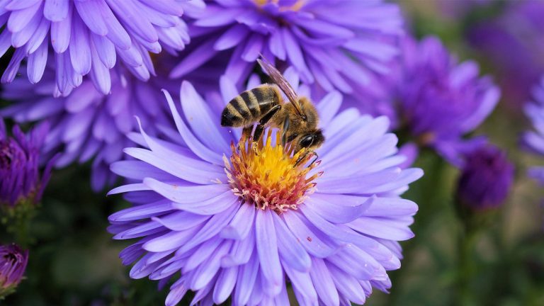 Nahaufnahme von einer Biene auf einer violetten Blume