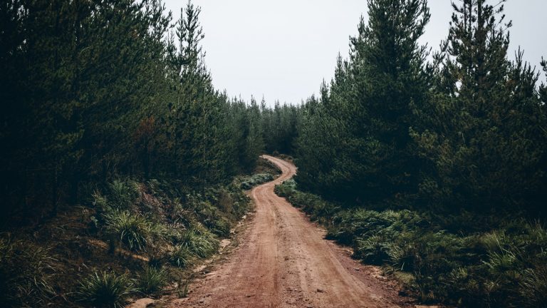 Wald-Fotografie: Scharfe und ebenmäßiges Bild von einem Schotterweg in der Natur