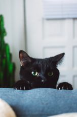 Eine schwarze Katze schaut über die Lehne eines Sofas.