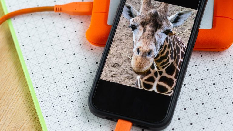 Nahaufnahme eines iPhone 15 Pro, an das eine externe Festplatte angeschlossen ist. Auf dem Display ist das Bild einer Giraffe zu sehen.)