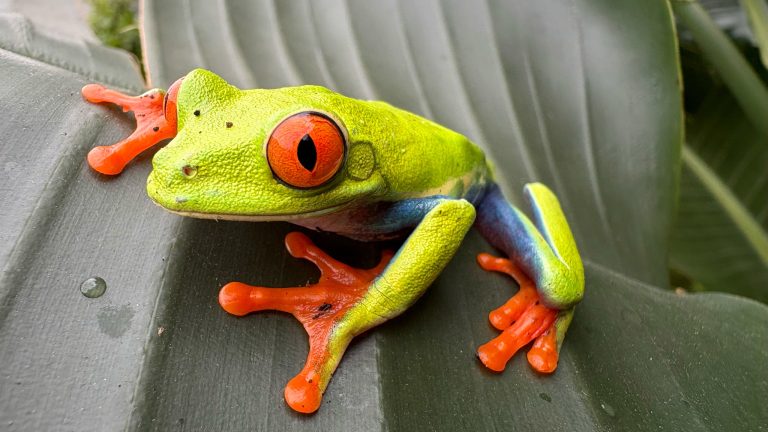 Ein Foto von einem Frosch in Nahaufnahme, der auf einem Blatt sitzt.