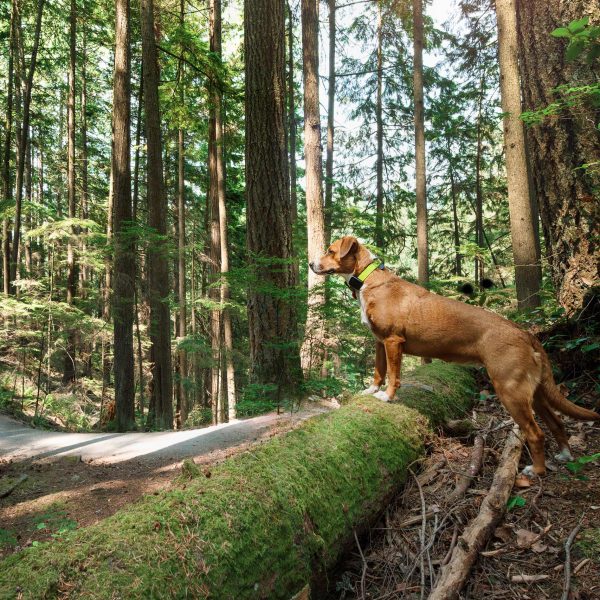 Ein mittelgroßer, brauner Hund steht mit seinen Vorderpfoten auf einem bemoosten Baumstamm und blickt neugierig in den Wald.