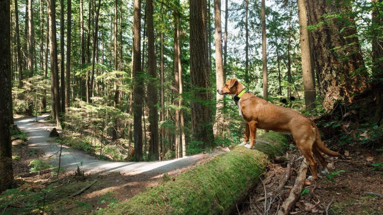 Ein mittelgroßer, brauner Hund steht mit seinen Vorderpfoten auf einem bemoosten Baumstamm und blickt neugierig in den Wald.