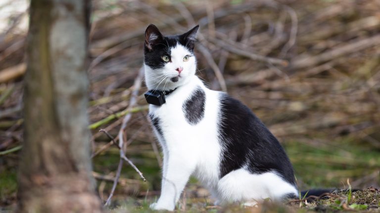 Eine schwarz-weiße Katze sitzt in der freien Natur und trägt ein Halsband mit einem GPS-Tracker.