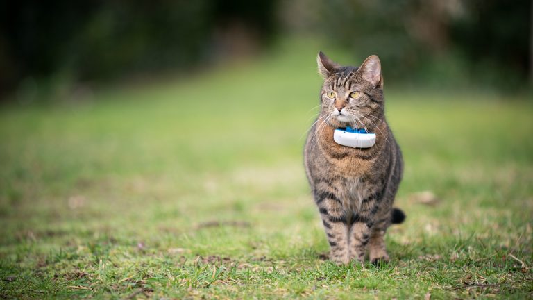 Eine Katze steht auf einer Wiese. An ihrem Halsband befindet sich ein gut sichtbarer GPS-Tracker.