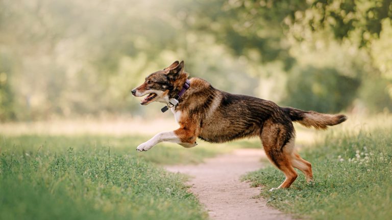 Ein mittelgroßer, brauner Hund rennt über eine Wiese.